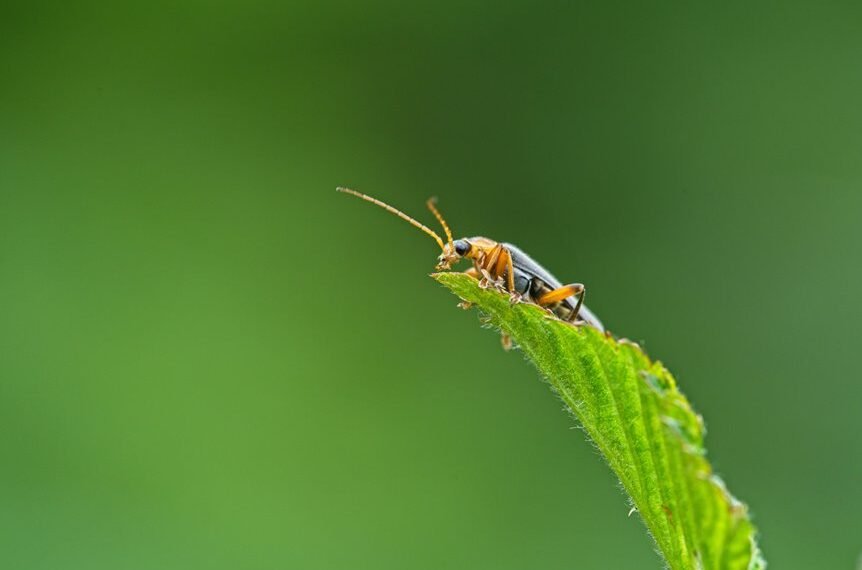 bug fixing guide evebiohaztech
